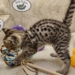 Savannah F-3C Male DOB 8-24-22