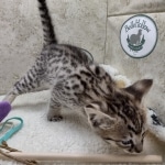 Savannah F-3C Male DOB 8-24-22