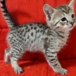 Savannah F-3C Male DOB 8-24-22