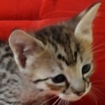 Savannah F-3C Male DOB 8-24-22