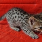 Savannah F-3C Male DOB 8-24-22