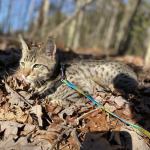 Yota Savannah F-3C Male DOB 8-24-22