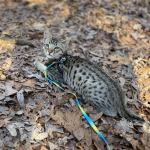 Yota Savannah F-3C Male DOB 8-24-22