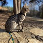 Yota Savannah F-3C Male DOB 8-24-22