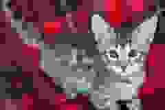 Hobbs Savannah F-3C Male #2 DOB 10-21-23