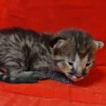 Savannah F-3-male Kitten