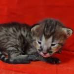 Savannah F-3-male Kitten