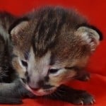 Savannah F-3-male Kitten