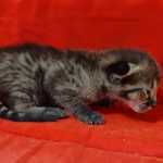 Savannah F-3-male Kitten