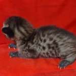 Savannah F-3-male Kitten