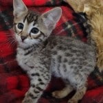 Rufio, F-3C Savannah male DOB 10/21/23