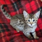 Rufio, F-3C Savannah male DOB 10/21/23