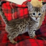 Rufio, F-3C Savannah male DOB 10/21/23