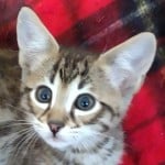 Rufio, F-3C Savannah male DOB 10/21/23