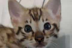 Omega Savannah F-3C BST  Male #2 DOB 5-1-23