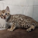 Omega-Savannah-1