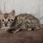 Omega-Savannah-2