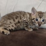 Omega-Savannah-3