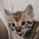 Omega-savannah