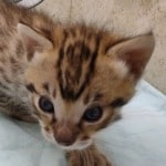 Savannah F-3C Male DOB 5-1-23