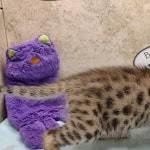 Savannah F-3C Male DOB 5-1-23