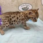 Savannah F-3C Male DOB 5-1-23