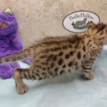 Savannah F-3C Male DOB 5-1-23