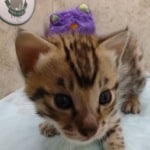 Savannah F-3C Male DOB 5-1-23