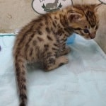 Savannah F-3C Male DOB 5-1-23