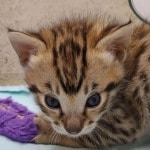 Savannah F-3C Male DOB 5-1-23