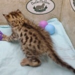 Savannah F-3C Male DOB 5-1-23