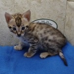 Savannah F-3C Male DOB 5-1-23