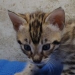 Savannah F-3C Male DOB 5-1-23