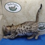 Savannah F-3C Male DOB 5-1-23