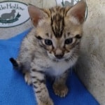 Savannah F-3C Male DOB 5-1-23