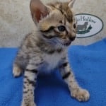 Savannah F-3C Male DOB 5-1-23