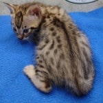 Savannah F-3C Male DOB 5-1-23