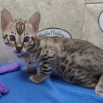savannah-kitten-Omega