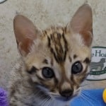 savannah-kitten-omega-a