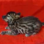 Savannah F-3-male Kitten