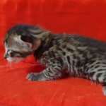 Savannah F-3-male Kitten