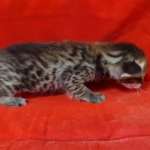 Savannah F-3-male Kitten