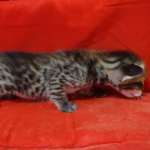 Savannah F-3-male Kitten