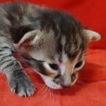 Savannah F-3-male Kitten