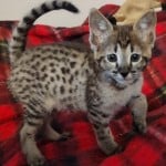 F-3C Male #3 DOB 10-21-23