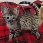 F-3C Male #3 DOB 10-21-23