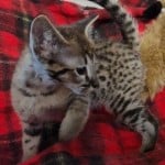 F-3C Male #3 DOB 10-21-23