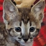 F-3C Male #3 DOB 10-21-23