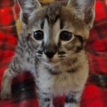 F-3C Male #3 DOB 10-21-23