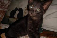 Zeus, Savannah, F-3C, Male, Black on Black, DOB 5/2/19